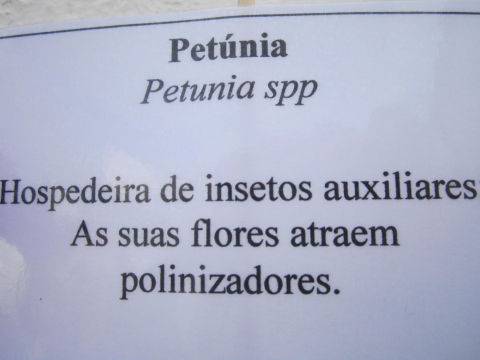 Colocaram-se placas de informação junto de cada uma das nossas flores com o respetivo nome e a sua função na horta.